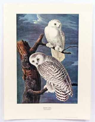 John James Audubon Natural Historical Print Snowy Owl Lithograph Realism Z17
