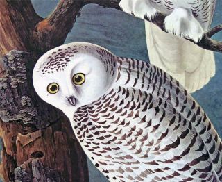 John James Audubon Natural Historical Print SNOWY OWL LITHOGRAPH Realism Z17 2