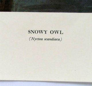 John James Audubon Natural Historical Print SNOWY OWL LITHOGRAPH Realism Z17 3