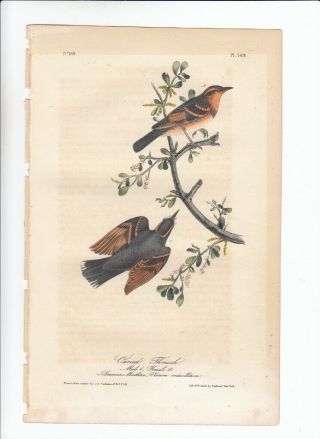 1st Ed Audubon Birds Of America Octavo Print 1840: Varied Thrush.  143