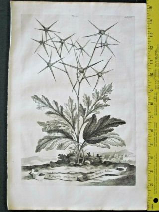Rare&large 1696 Engraving,  Abraham Munting,  Eryngium Coeruleum Stellatum Montis Li
