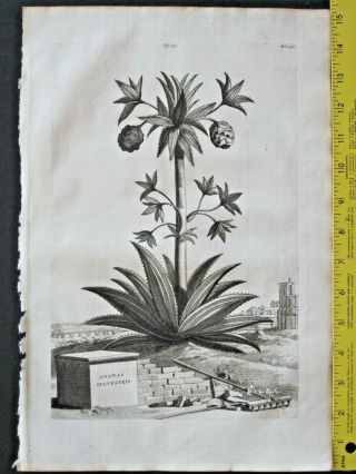 Rare&large 1696 Engrav.  Abraham Munting,  Wild Pineapple,  Ananas Sylvestris