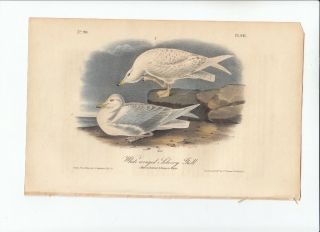 1st Ed Audubon Birds Of America Octavo Print 1840: White - Winged Silvery Gull - 447