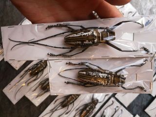 10 Pairs Batocera Wallacei Cerambycidae 55 - 60mm