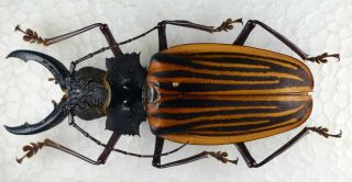 Macrodontia Castroi A1 From Honduras Cerambycidae Prionidae Prioninae