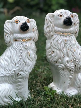 Pair Antique 19th Cen Staffordshire Spaniel Dogs White And Gilt Decoration 12 "