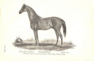 Antique Art Print Thoroughbred Horse 1863 Engraving Vintage Agriculture