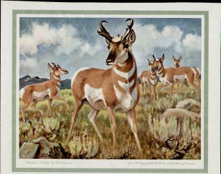 Paul Bransom - Pronghorn Antelope 2 - 11x14 Sporting Art Print Hunting Big Game