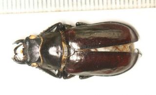 Lucanidae Lucanus Pseudolucanus Gracilis M Tibet