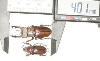 Lucanidae Lucanus Delavayi 40.  1mm P S.  Sichuan