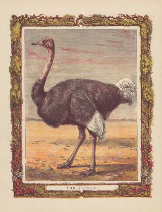 Ostrich Bird Ostriches Antique Lithograph Art Print 1870