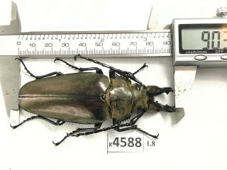 K4588 Unmounted Beetle Trictenotomidae Vietnam Central