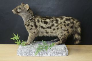 Taxidermy - Hunting - Chasse - Präparat - Common Genet With Permit