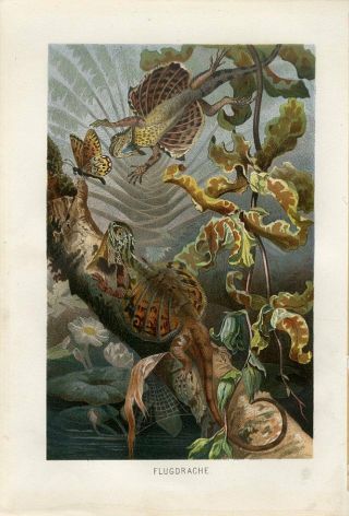 1890 A.  Brehm Flying Dragon Lizards Antique Chromolithograph Print