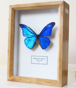 Real Metallic Blue Brazilian Butterfly Morpho Rhetenor Eusebes Framed,