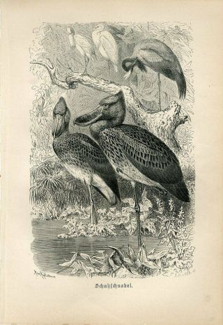 1887 A.  Brehm Shoebill Whalehead Birds Antique Engraving Print