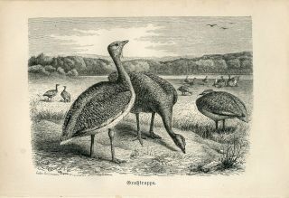 1887 A.  Brehm Great Bustard Birds Antique Engraving Print