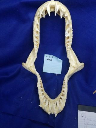 19 " ×13 " Mako Shark Jaws Tooth Teeth Taxidermy Mount Skull Skeleton Real Bone