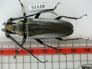 51116 Cerambycidae Sp.  New?.  Vietnam Central.  Only One