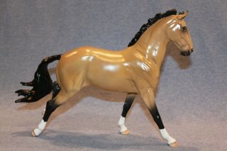 Copperfox Jasper Irish Sport Horse In Glossy Buckskin With Box And