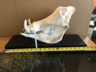 Authentic (real) Mounted Warthog Skull