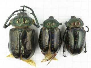 Beetle.  Cheirotonus Macleayi.  China,  Tibet,  Motuo County.  1m2f.