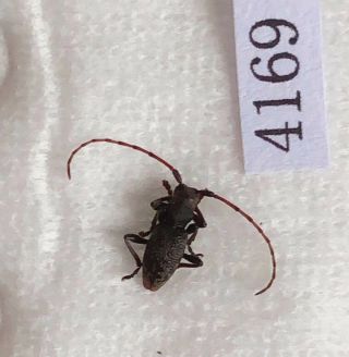 Cerambycidae Sp From Mt.  Tianmushan Zhejiang China No.  4169