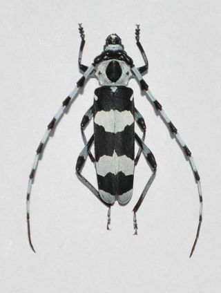 Cerambycidae: Rosalia Funebris - Banded Alder Borer,  Only One