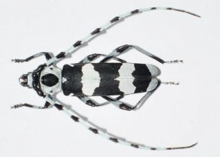 Cerambycidae: Rosalia funebris - Banded Alder Borer,  ONLY ONE 2