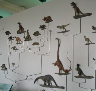 Centrosaurus Dinosaur Wall Mount American Museum of Natural History 6