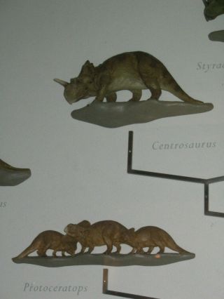 Centrosaurus Dinosaur Wall Mount American Museum of Natural History 7