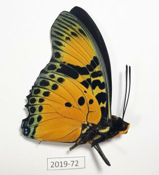 CHARAXES FOURNIERAE,  Nymphalidae,  2019 - 72 2