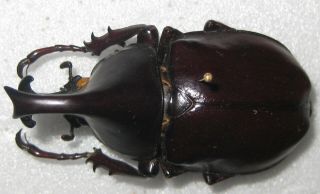Dynastidae Xylotrupes Lumawigi Male A1 55mm (philippines,  Luzon) Paratype