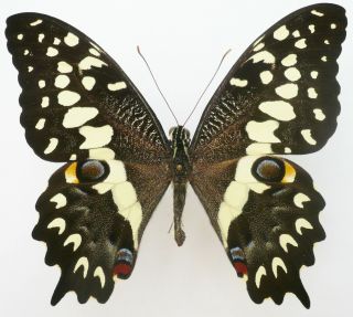 Papilio Grosesmithi Male From Madagascar