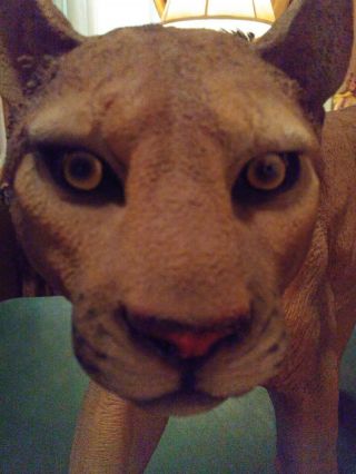 Large Lifelike Prowling Cougar Lion Statue Giant Cat Decor 30.  5 In.  Long 20lb