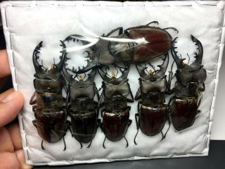 Extra Large Lucanus Maculifemoratus 69.  8 - 73mm Insect Beetle Specimen