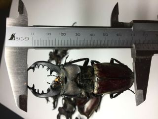 Extra large Lucanus maculifemoratus 69.  8 - 73mm Insect beetle specimen 2