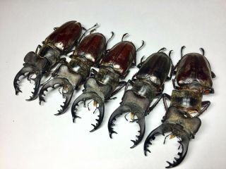 Extra large Lucanus maculifemoratus 69.  8 - 73mm Insect beetle specimen 3