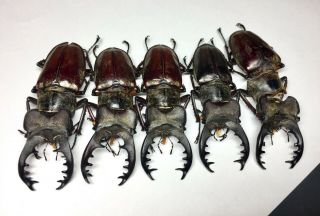 Extra large Lucanus maculifemoratus 69.  8 - 73mm Insect beetle specimen 4
