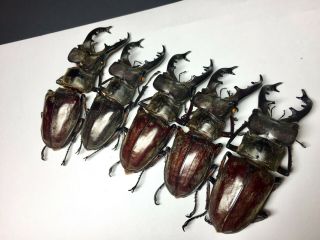 Extra large Lucanus maculifemoratus 69.  8 - 73mm Insect beetle specimen 5