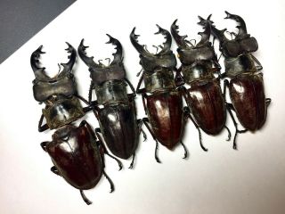 Extra large Lucanus maculifemoratus 69.  8 - 73mm Insect beetle specimen 6