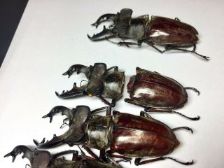 Extra large Lucanus maculifemoratus 69.  8 - 73mm Insect beetle specimen 7