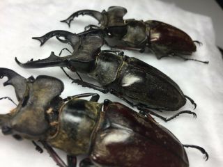 Extra large Lucanus maculifemoratus 69.  8 - 73mm Insect beetle specimen 8