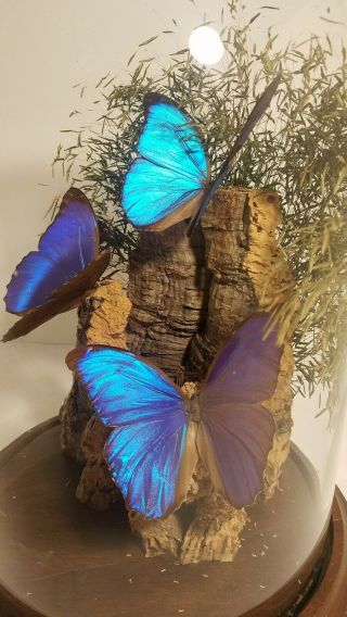 Real Blue Morpho Iridescent Butterfly Trio In Glass Dome Displayed On Cork