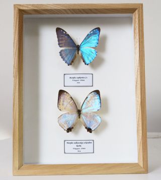 Real Butterflies Morpho Zephyritis & Morpho Sulkowskyi Mother Of Pearl Framed