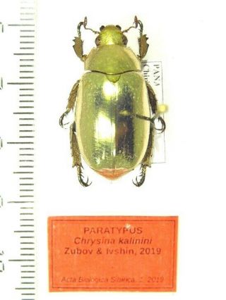 Rutelinae Chrysina (plusiotis) Kalinini Zubov & Ivshin,  2019.  Paratypus Panama