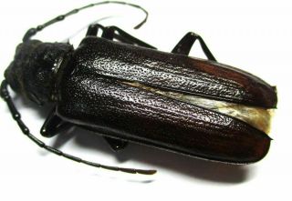 001 Cerambycidae: Prioninae: Toxeutes Negrosianus Male 33mm