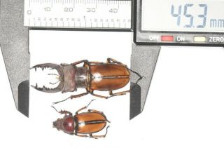 Lucanidae Lucanus Delavayi 45.  3mm P S.  Sichuan