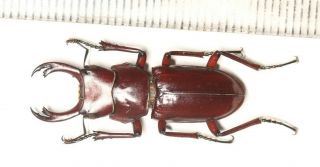 Beetle Lucanidae Dorcus Digonophorus Motuoensis Biggest Size Tibet