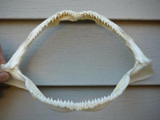 (sj480 - 20) 9 " White Tip Reef Shark Jaw Love Sharks Jaws Teeth Triaenodon Obesus